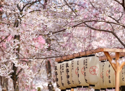 Mùa hoa anh đào Nhật Bản nên đi và ngắm hoa anh đào lúc nào?