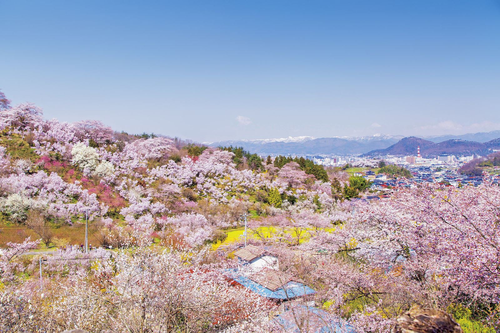 Nhật bản nổi là hoa anh đào, anh đào xứ sở phù tang cũng đẹp và tinh khiết. 