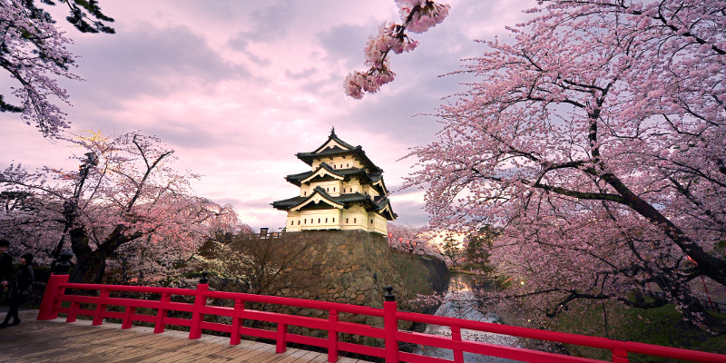 Sakura trong tiếng Nhật có tức là hoa anh đào, cô ấy cũng đẹp và tinh khiết. 