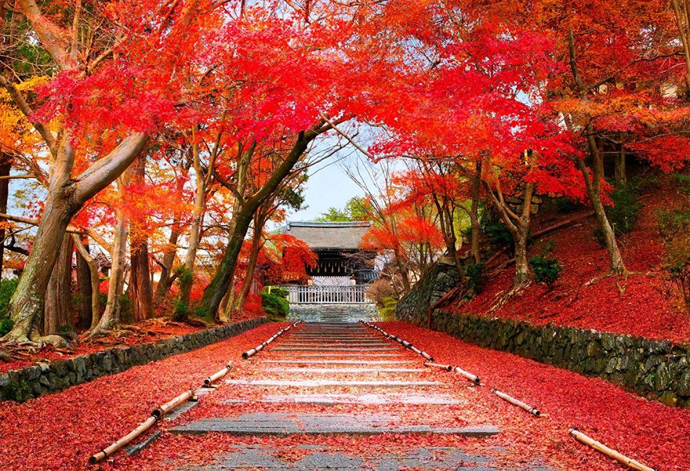 Nhật Bản Mùa Lá Đỏ