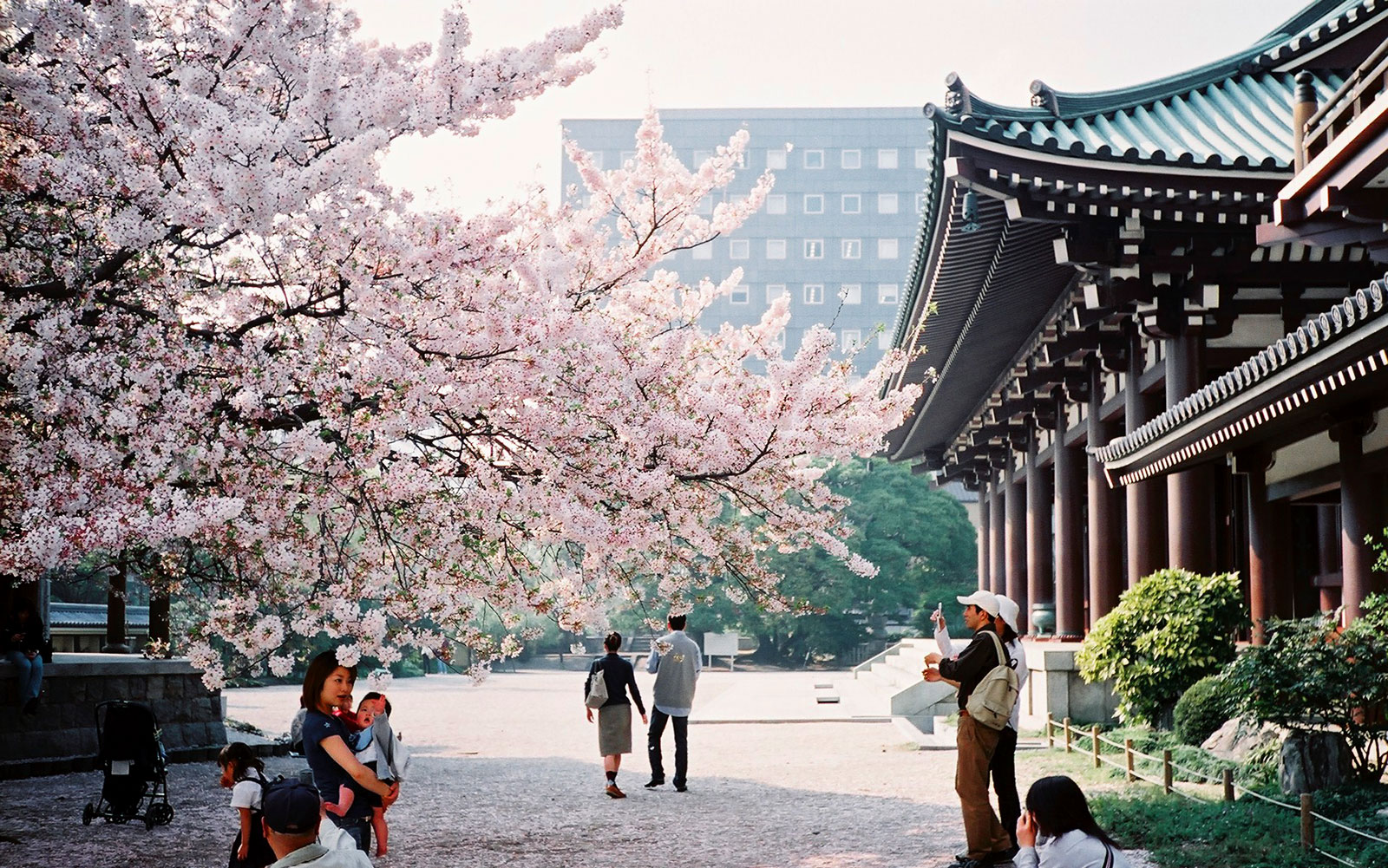 Sakura trong tiếng Nhật có tức là hoa anh đào, ngắm hoa đào nhật bản