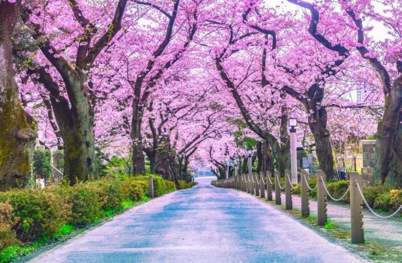 Du lịch Nhật Bản, nhật bản xứ sở hoa anh đào