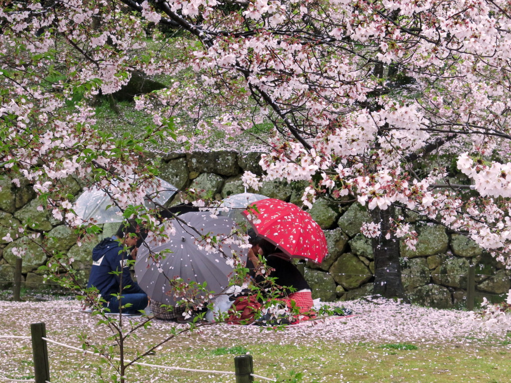 Tháng 3 bạn sẽ được du lịch ngắm hoa anh đào nở kín những con đường Osaka.