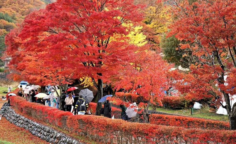 mùa thu lá đỏ ở Nhật Bản